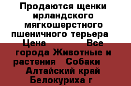 Продаются щенки ирландского мягкошерстного пшеничного терьера › Цена ­ 30 000 - Все города Животные и растения » Собаки   . Алтайский край,Белокуриха г.